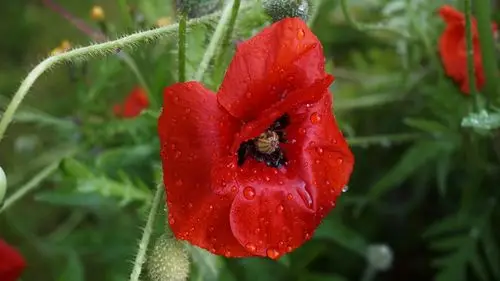 红色鸦片花,水滴,瓣 桌布 - 1920x1080 全高清