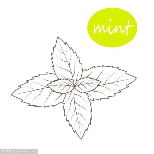 薄荷叶在白色的背景