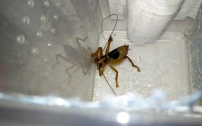 朦透翅蟋螽捕食樱桃蟑螂_哔哩哔哩_bilibili