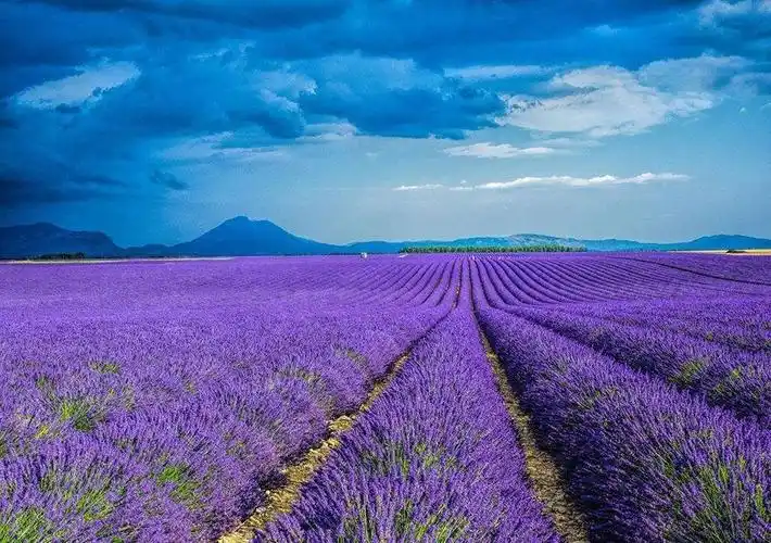 世界"最美"花海,迷人的薰衣草庄园,1辈子1次没去过定会后悔!