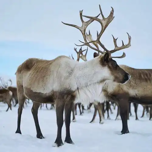 中国侣行夫妇如何学习堪察加半岛驯鹿技艺