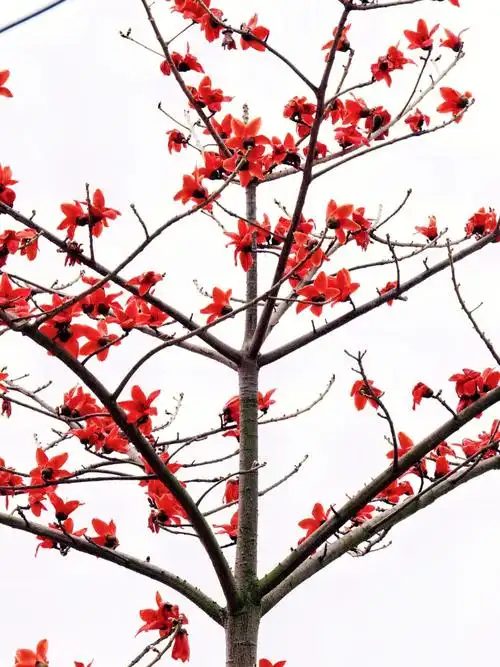 木棉花的花语是英雄,木棉花的花朵火红,枝干壮硕,如同挥洒热血的壮士