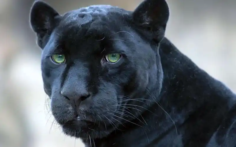 黑豹动物桌面壁纸