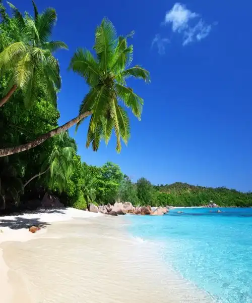 大海背景布 大海沙滩蓝天白云海边椰树风景主播拍视频段子直播背景布