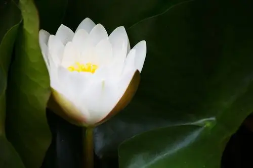 水中莲花心上佛