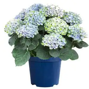 绣球花苗带盆栽好