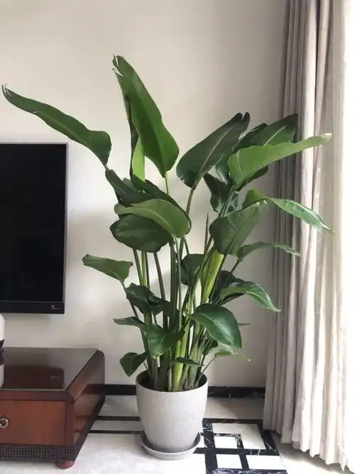 精选绿植天堂鸟盆栽尼古拉鹤望兰花卉大型绿植客厅净化空气真绿植基地