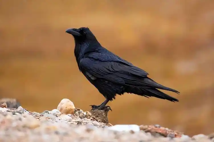 地球上10种最著名的黑鸟