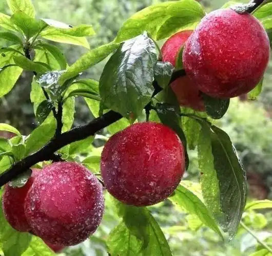 油八红李,晚熟李子新品种,果面鲜红油亮果个大肉鲜红,汁多味甜