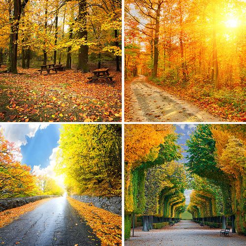 秋天美景金黄色枫叶直播背景布树林背景墙自然风光墙布装饰高级感摄影