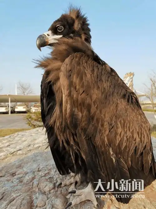 "座山雕"饿得进家偷鸡 长岛民警喂肉救助