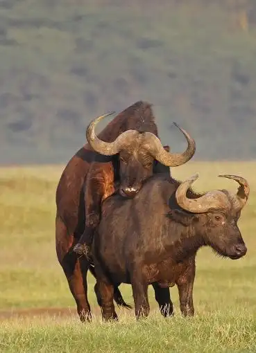 牛交配的样子