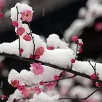 傲雪寒梅微信头像_微信头像图片大全