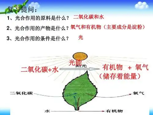 冀教版八年级生物上册《3.3.3光合作用的场所》ppt课件 (共31张ppt)