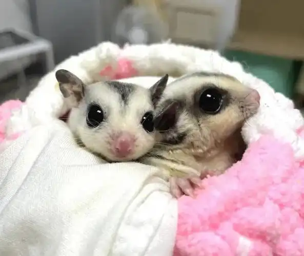 宠物圈异宠蜜袋鼯让老子再飞一会