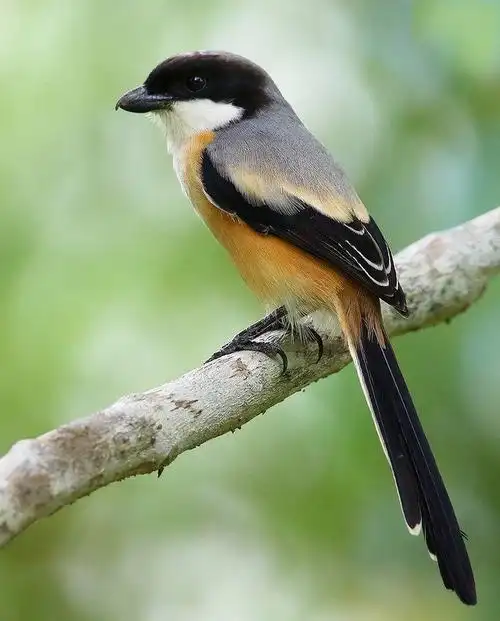 伯劳鸟 "屠夫鸟","肉串鸟