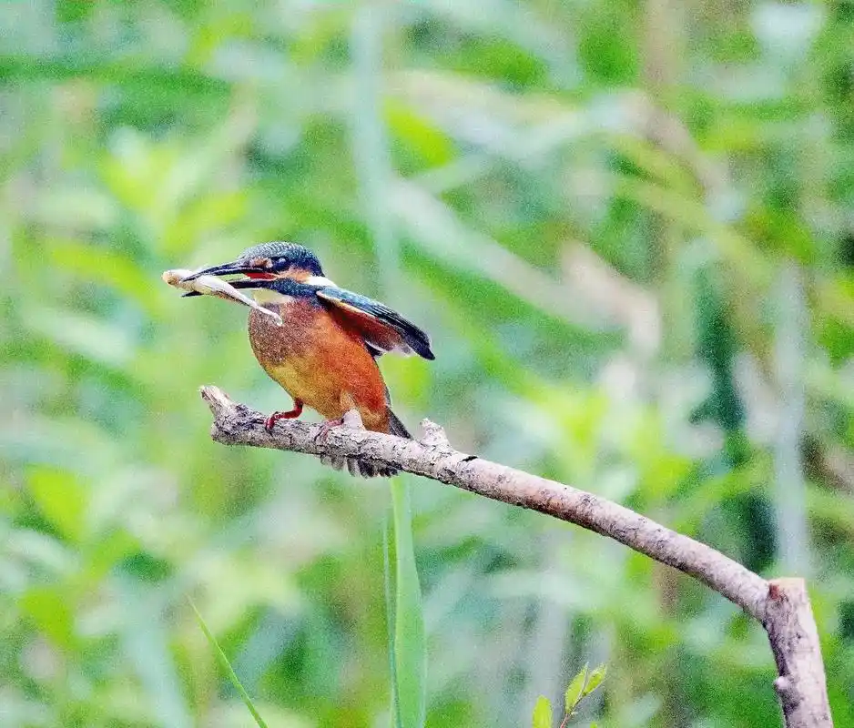 翠鸟的寓意包括吉祥如意,忠贞,平静安宁,和平与繁荣