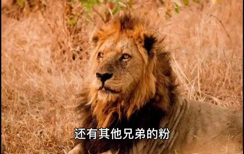 坏男孩联盟老三