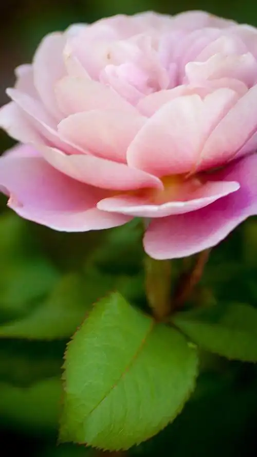 唯美鲜艳植物花卉图片手机壁纸