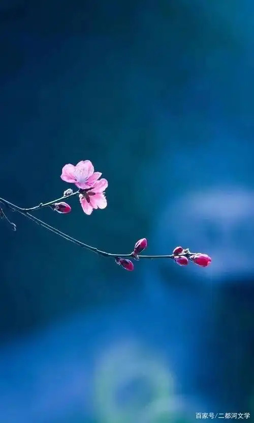 原创作者:邓黎明|在一朵花面前