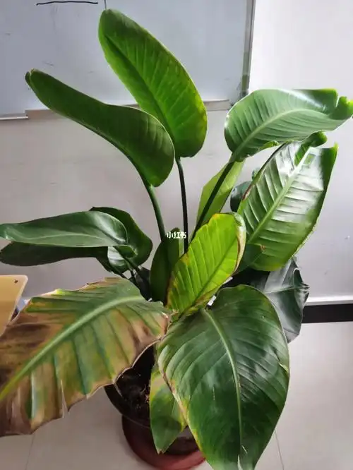 天堂鸟叶子发黄