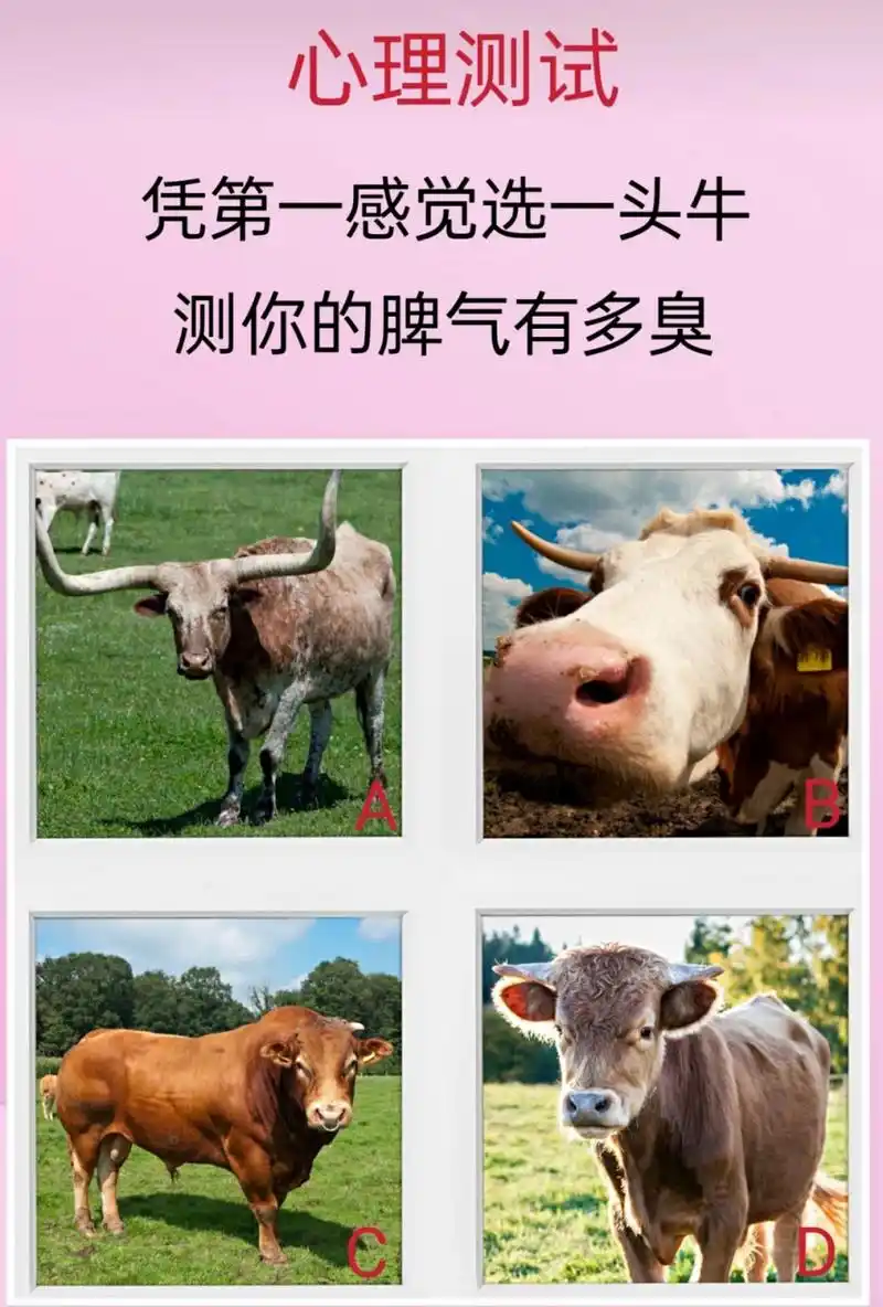 心理测试 凭第一感觉选一头牛测你的脾气有多臭#心理测试