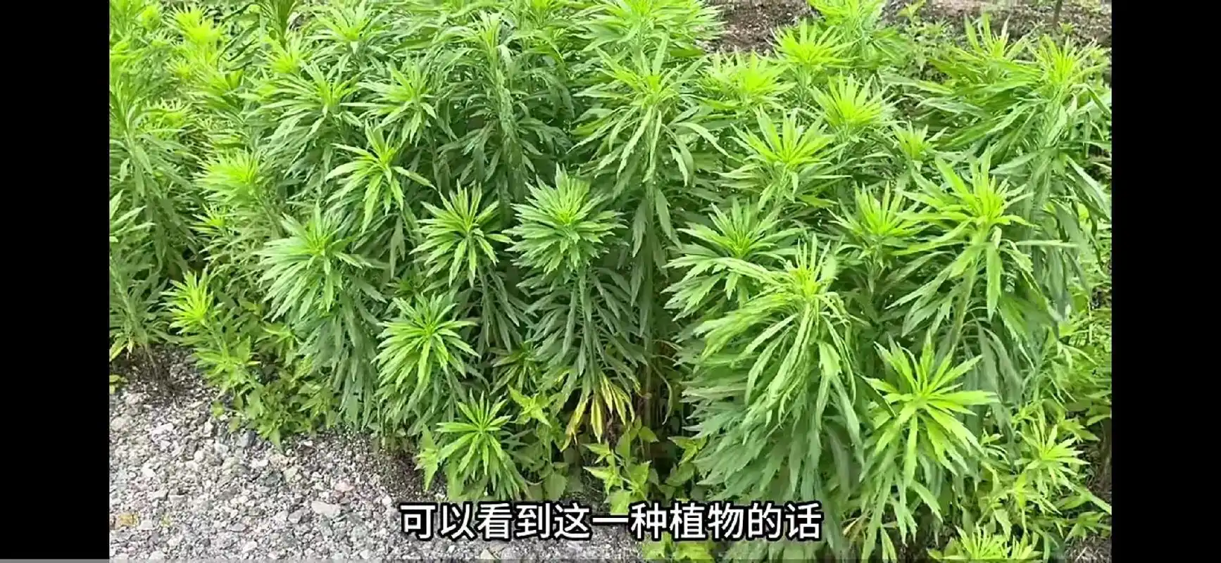 转载与百度百科.路边无杂草认识都是宝石:飞蓬草的功效与作用  - 抖音