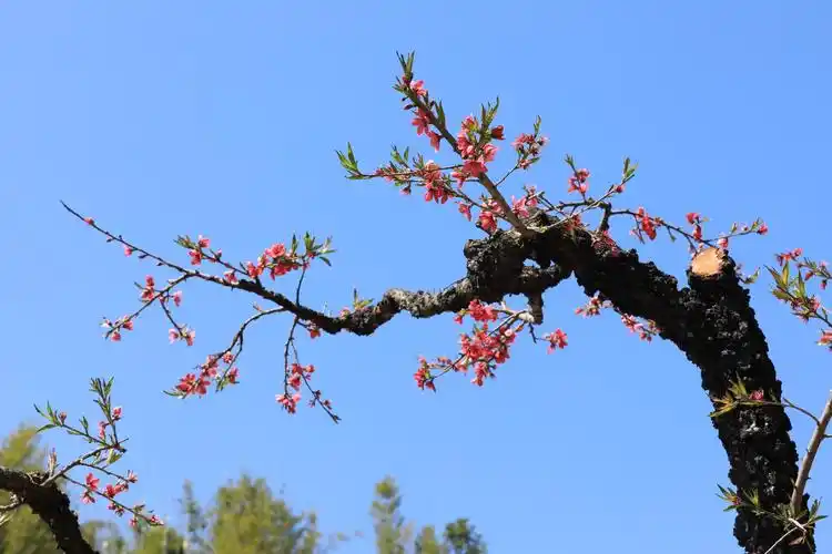 白云山风景区桃花涧桃花盛开了,春天来了.