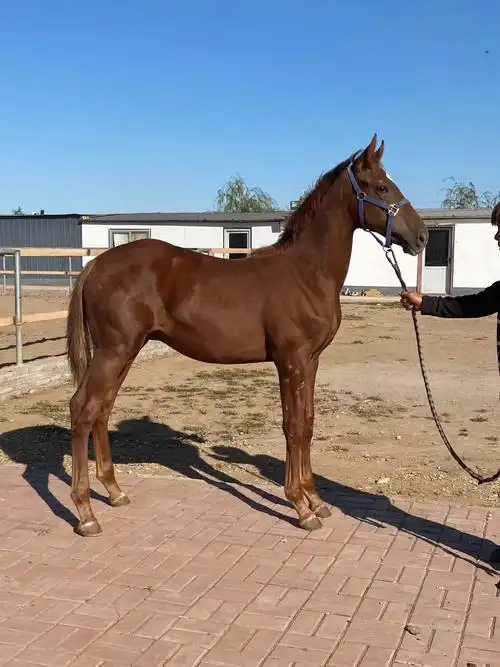 一匹成年训练好的半血马肩高多少 婚庆马价格 河南郑州马术俱乐部