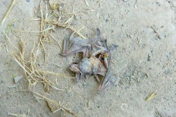 一只死蝙蝠腐烂的动物蝙蝠躺在混凝土上哺乳动物的死亡干了尖翼
