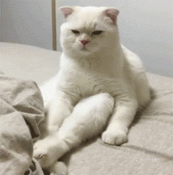 刚睡醒的小猫咪