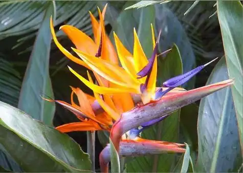 天堂鸟花语象征与寓意