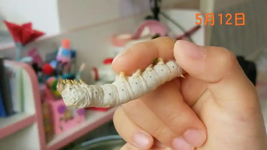 宁波市海曙外国语学校五江囗校区104班 高朵拉 蚕宝宝成长观察记录