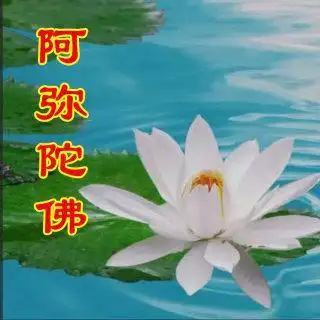 极乐妙莲 南无阿弥陀佛(澄心音)