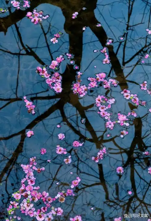 看一场落花做一个诗意缤纷的人