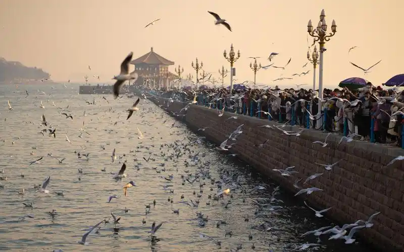 立春·青岛栈桥的海鸥