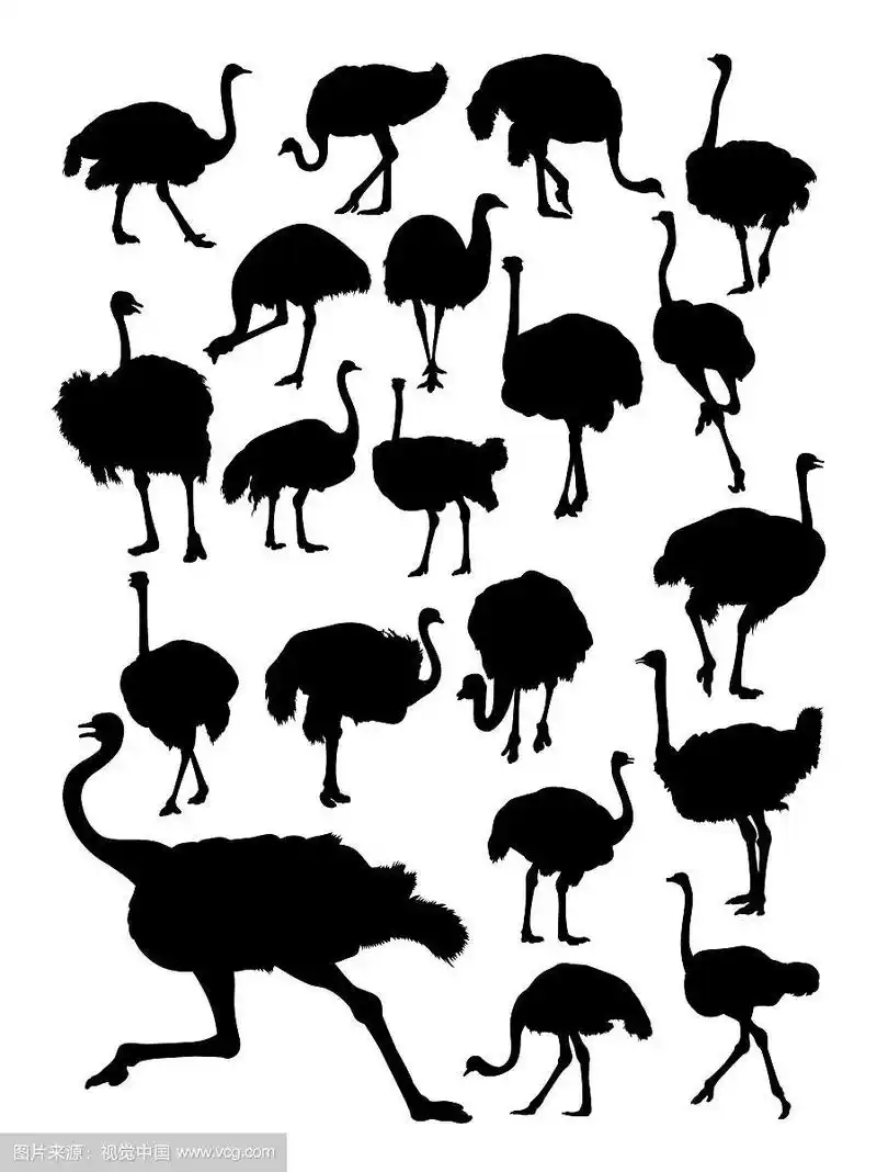 鸵鸟动物的细节剪影