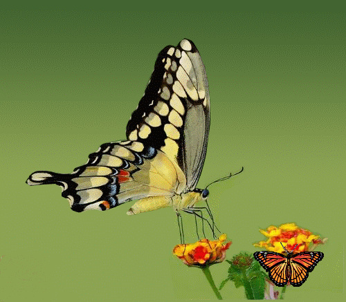 两只蝴蝶[原创图片音乐]