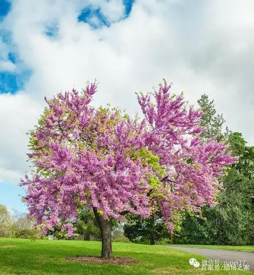 紫荆一树花连枝,美!