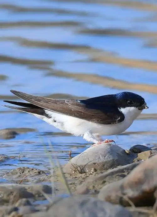 白腹毛脚燕(动物)