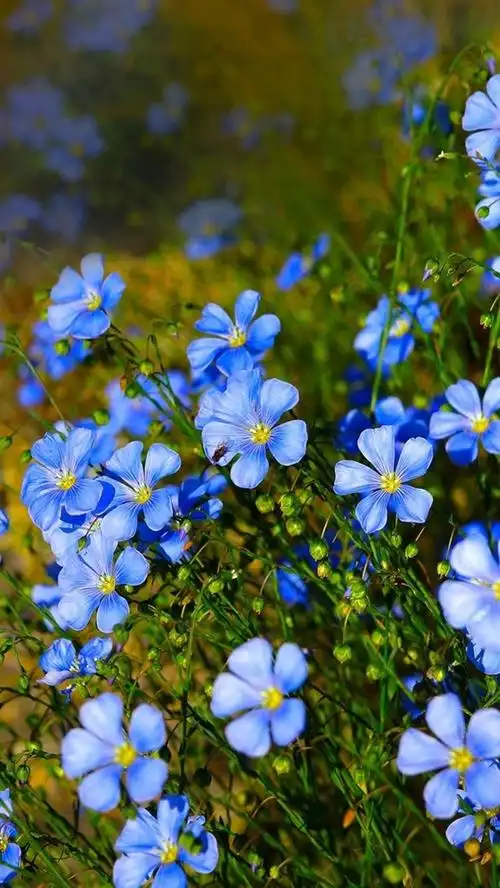 蓝色的花,野花 壁纸