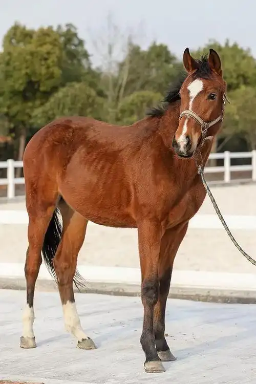 出售8匹优质好马在寻找他的主人