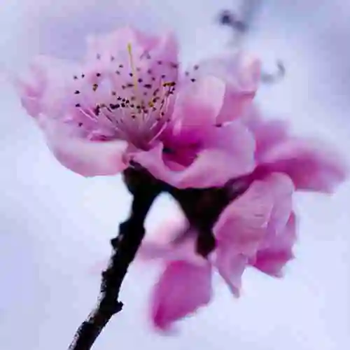 微信头像图片梅花点击鼠标右键下载