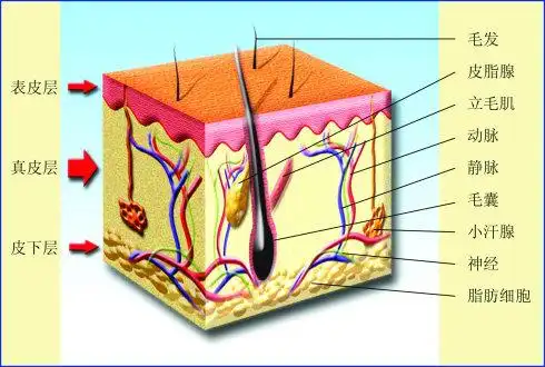 疤痕修复二:表皮,真皮,皮下组织的再生及修复_皮肤整形_手术_治疗介绍