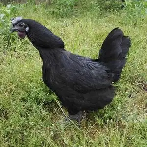 型大种原种土鸡蛋肉鸡黑毛余干乌骨鸡种蛋正宗受精蛋受精卵小鸡