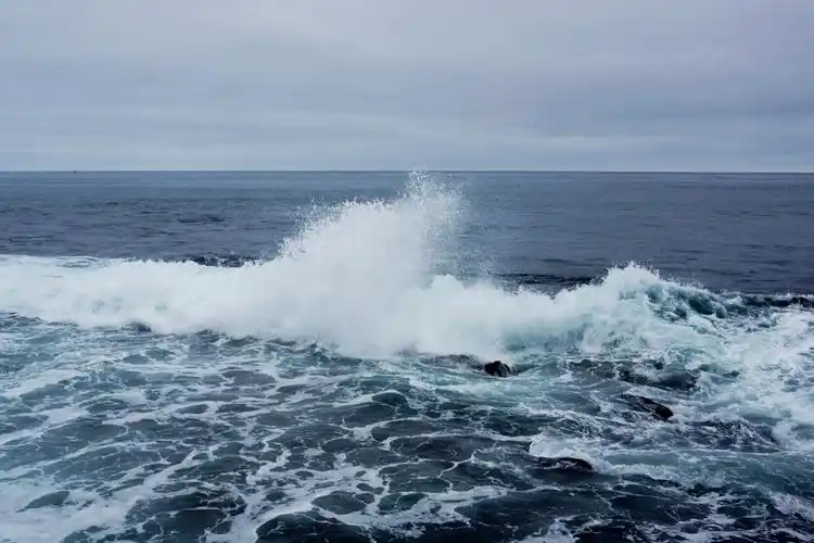 拉何娜小镇见闻3海鸥迎着海浪飞
