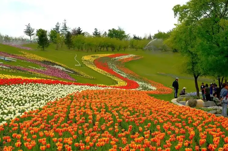 沈阳市植物园(沈阳世博园)每年定期举办大型花展,其中五月的郁金香