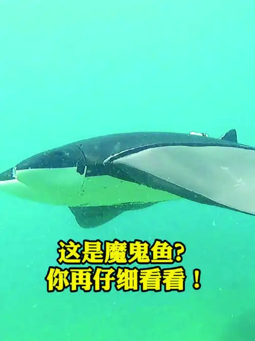 这是魔鬼鱼你再看看