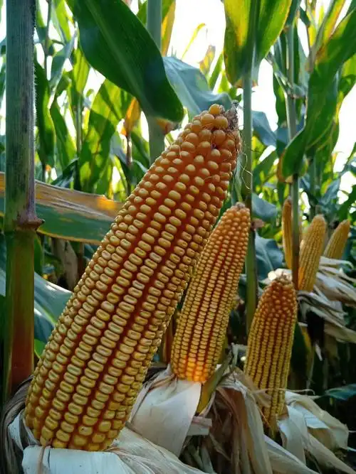 增产增收 写美篇2018年吉林省审定玉米新品种 销售热线:微电