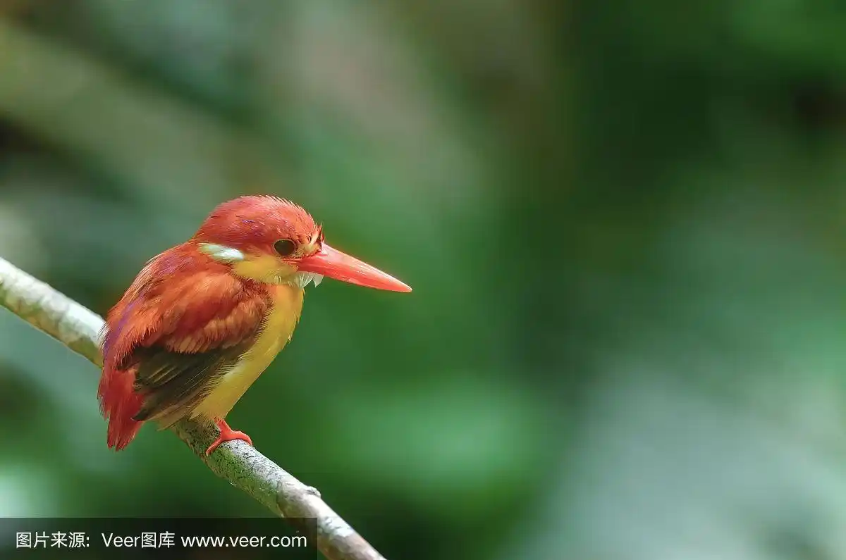 美丽的鸟(红背翠鸟)栖息在树枝上